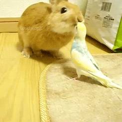 Rabbit And Parrot Friendly Smooch GIF