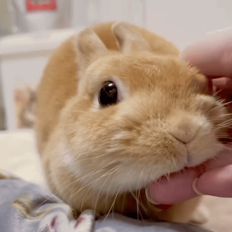 Rabbit Being Petted Close Up