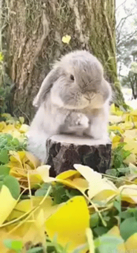 Rabbit Drum Roll Please GIF