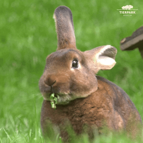 Rabbit Eat Swallow Grass GIF