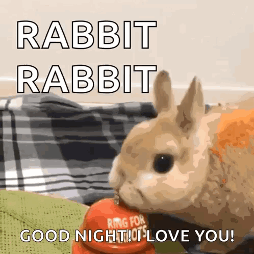 Rabbit Eating Carrot Good Night I Love You GIF