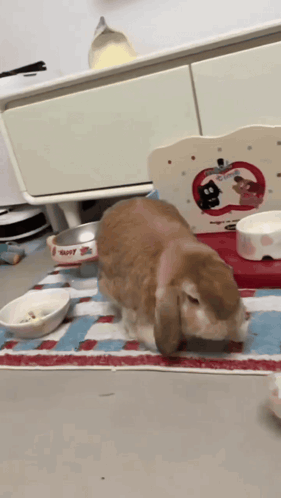 Rabbit Eating From Happy Bowl