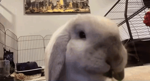 Rabbit Eating Green Leaf in Front of City Skyline