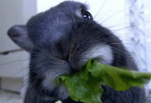 Rabbit Eating Leaf GIF