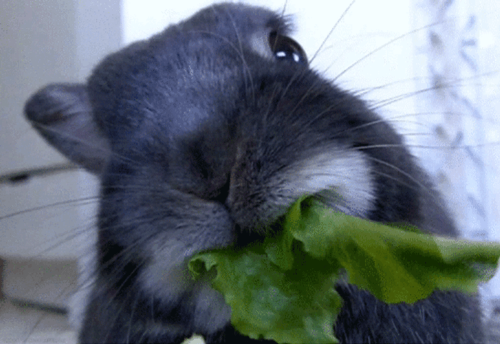 Rabbit Eating Leaves Whatcha Doin GIF