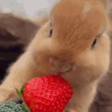 Rabbit Eating Strawberry