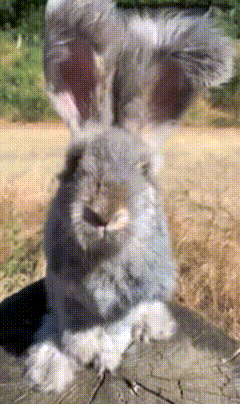 Rabbit Face Close Up Blurred Background