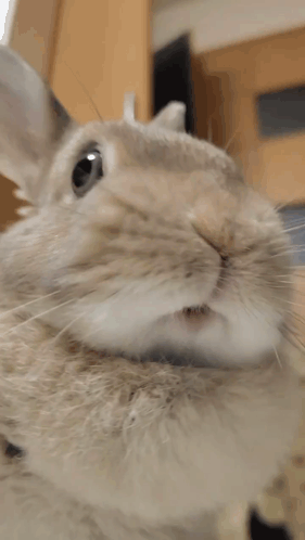 Rabbit Face Looking Up GIF
