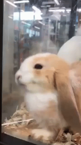 Rabbit Face Squish In The Glass GIF