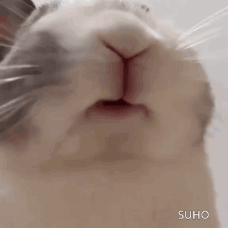 Rabbit Face With Open Mouth GIF