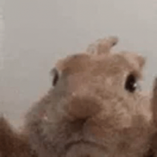 Rabbit Feeling The Vibe GIF