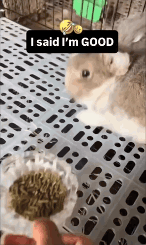 Rabbit In Cage Saying I Said I'm Good GIF