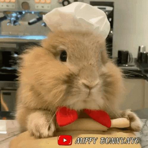 Rabbit in Chef Hat Holding Dough