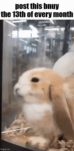 Rabbit In Glass Cage Post This Buy 13Th GIF