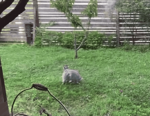 Rabbit Laying In Grass In Front Of Fence GIF