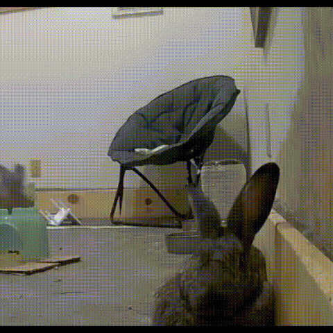 Rabbit Looking At Chair GIF