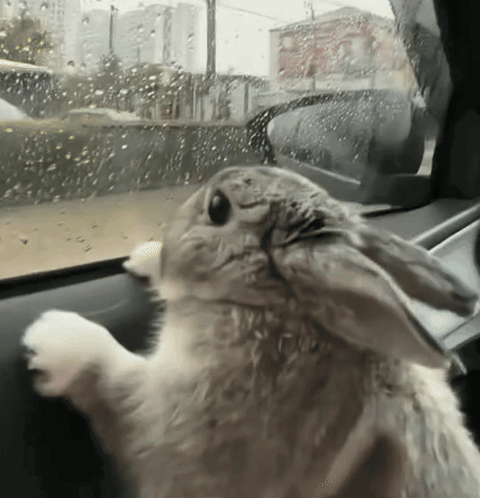 Rabbit Looking Out Car Window
