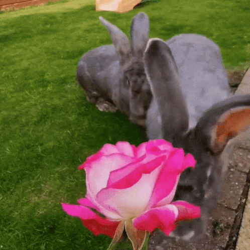 Rabbit Lying On Grass Next To Pink Flower GIF