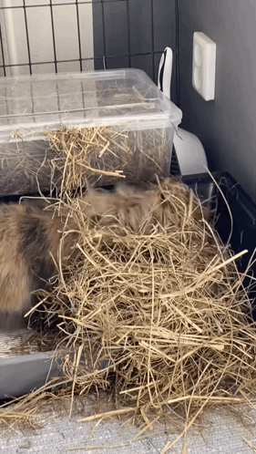 Rabbit Lying on Hay in Plastic Container