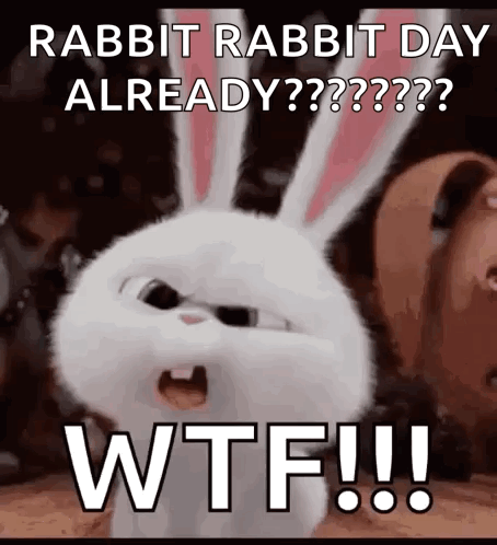 Rabbit Making Funny Face GIF