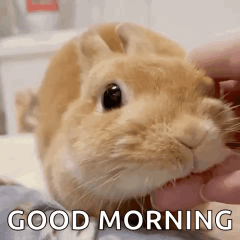 Rabbit Petting Good Morning