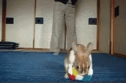 Rabbit Playing With Toy On Blue Mat With Person GIF