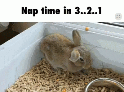 Rabbit Rushing To Nap Time GIF