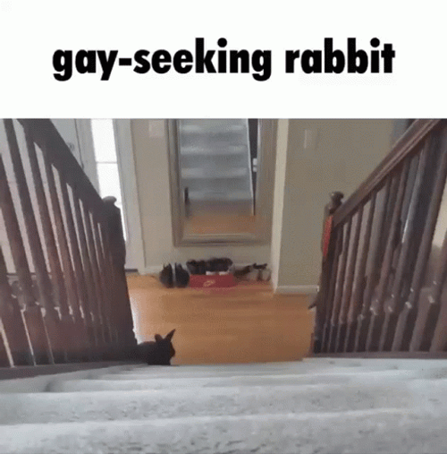 Rabbit Seeking Gay Meme GIF