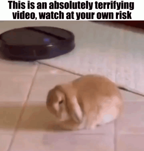 Rabbit Sitting Beside Robot Vacuum