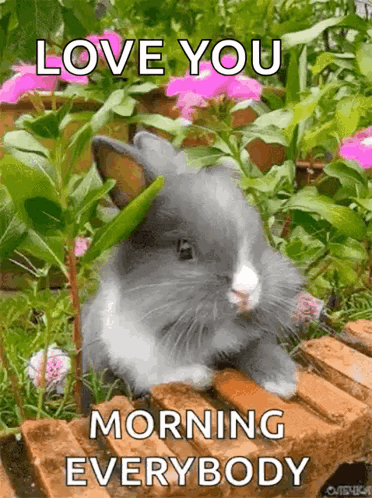Rabbit Sitting On Brick In Garden GIF