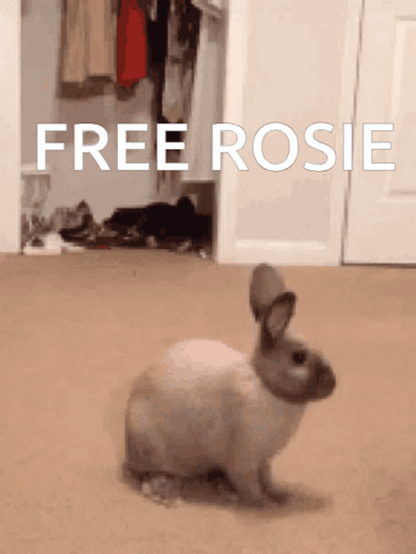 Rabbit Standing Before Free Rosie Sign GIF