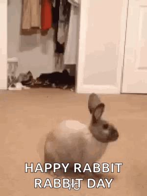 Rabbit Standing In Front Of Closet GIF