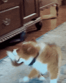 Rabbit Walking on Bed With Stuffed Animal
