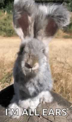 Rabbit With Big Ears Saying I'm All Ears