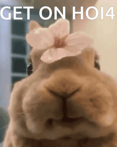 Rabbit With Flower Get On Ho14 GIF