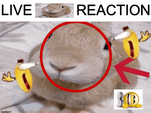 Rabbit With Red Circle Saying Live Reaction GIF