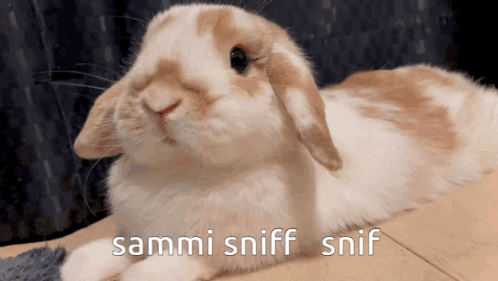 Rabbit with Sammi Sniff Snif Text