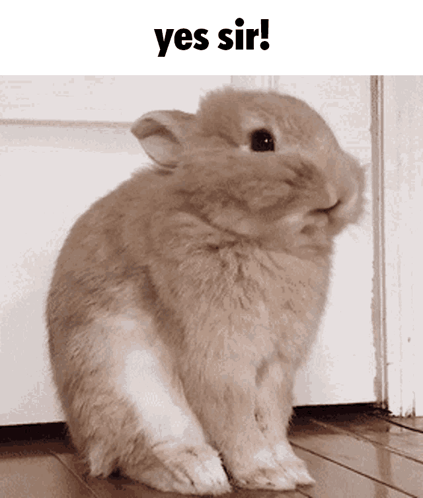 Rabbit with Yes Sir Text