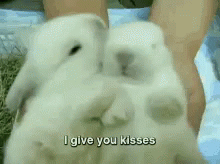 Rabbits Kissing Saying I Give You Kisses