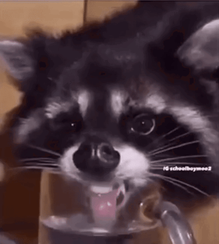 Raccoon Drinking Milk From Bottle GIF