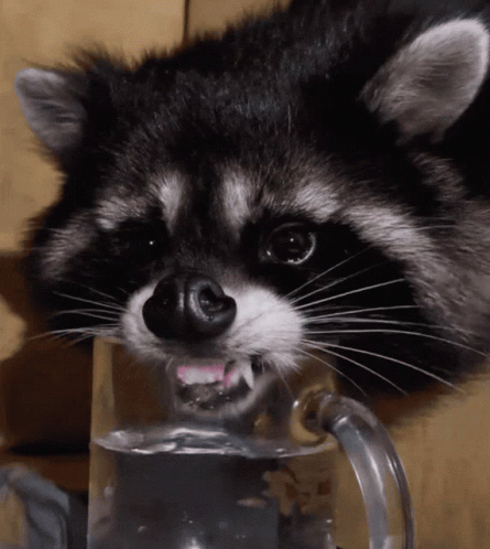 Raccoon Drinking Water from Glass