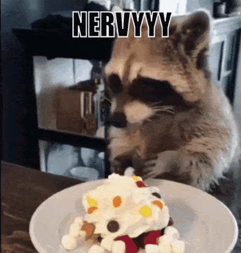 Raccoon Eating Berries And Cream GIF
