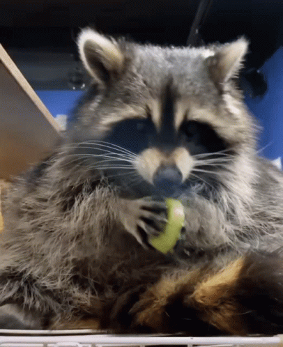Raccoon Eating Food