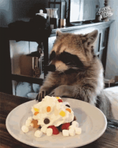 Raccoon Eating Food GIF