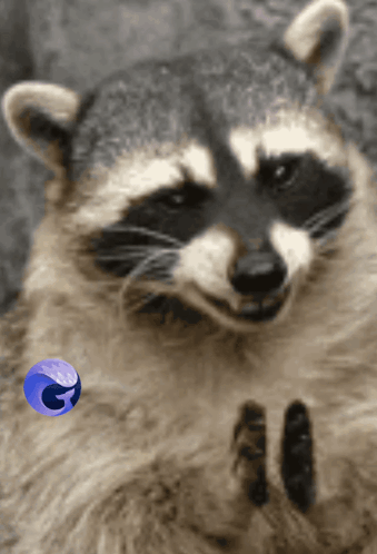 Raccoon Face Next To Firefox Icon GIF