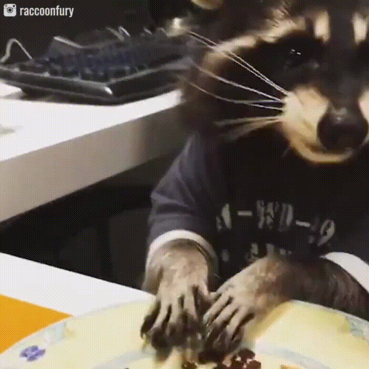 Raccoon Fast Eating Food GIF
