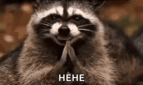 Raccoon Hehehe Gif GIF
