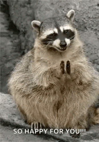 Raccoon Holding Star in Nose