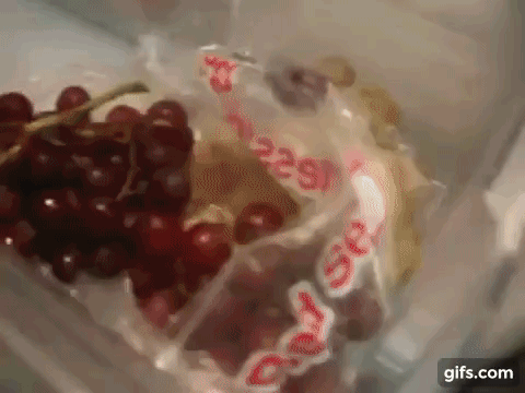 Raccoon Hurry Up Eating Grapes GIF