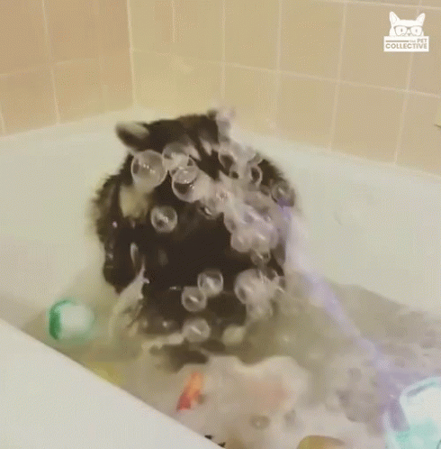 Raccoon in Bathtub with Bubbles and Cat Collective Logo